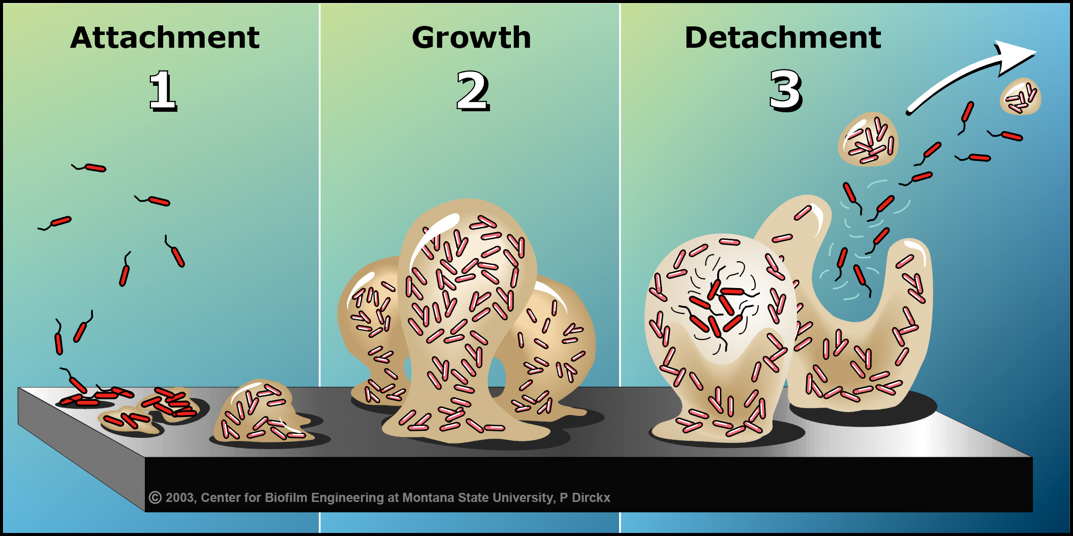 Biofilm formation in 3 steps