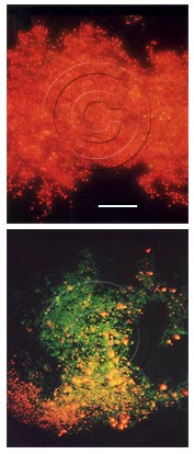 Huang et al, AEM, 61(6), 1995